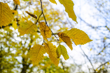 View of branch with brightt autumn yellow  color leaves with blurred forest and the blue sky on background