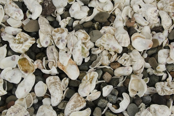 Oyster shells on a rocky beach in Hood Canal, Washington, USA