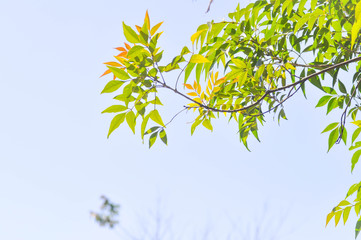 Obraz premium tree , leaves and sky