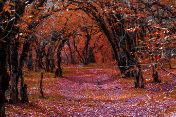 Wonderful  landscape of golden autumn in the forest  with a footpath leading into the scene colored red and  a charming picture of the autumn leaf fall