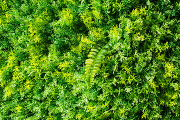 Artificial lush fern and lichen