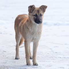 Dog in the snow in the winter