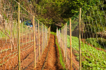 Row of Organic green lettuce in lettuce field with net partition
