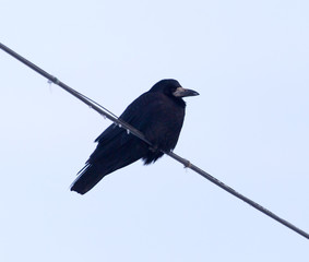 crows on a wire against a blue sky