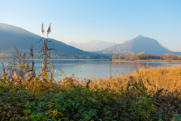 View of Como lake and reeds with mountains in autumn