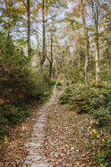 The stone path scenery in mountains