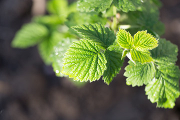 young raspberry leaves in nature