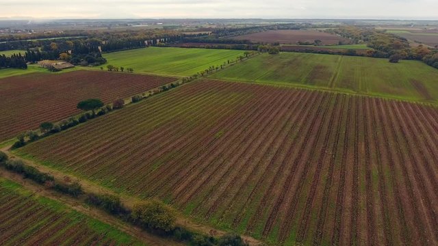 Aerial shot, huge vineyards with the autumn colors after the grape harvest in Tuscany, Italy, shot with drone