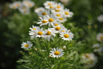 chamomiles in the nature