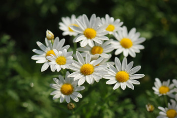 chamomiles in the nature