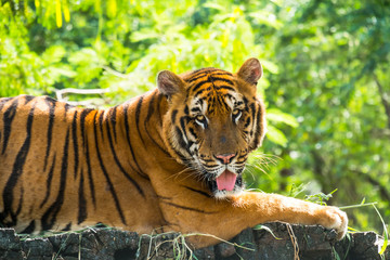 Obraz premium Bengal Tiger