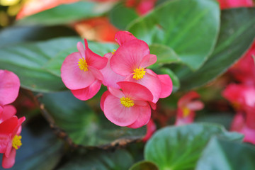 close up begonia flower in the garden