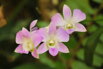 orchid flowers. Beautiful orchid flowers.