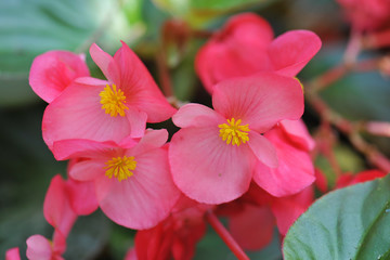 close up begonia flower in the garden