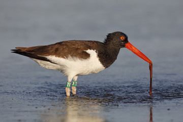 American Oystercatcher eating a worm in a Florida tidal pool