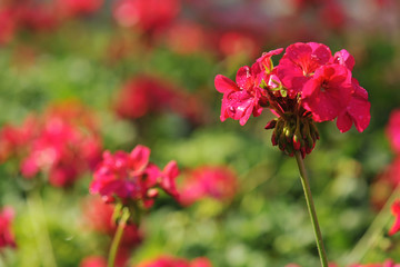 cluster of Geranium flowers in the morning