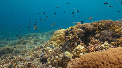 Obraz premium Colorful coral reef in Philippines with healthy hard corals and plenty fish.
