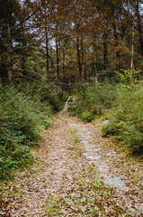 The stone path scenery in mountains