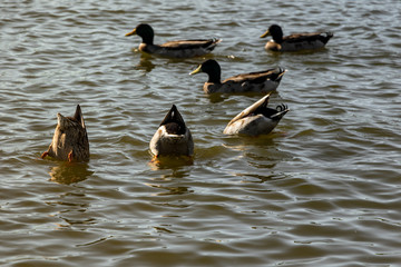 Ducks Diving