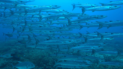 Blackfin Barracudas on a Coral reef.