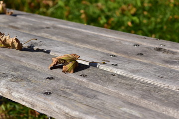 秋のベンチ　アップ