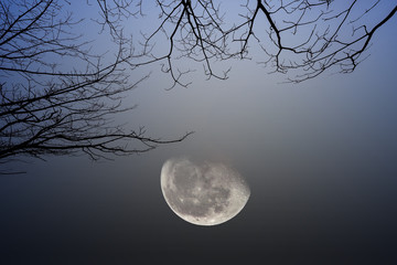 silhouette of dry tree branches at night and half moon on background