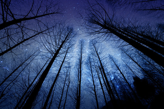 Fototapeta perspective of the dark outline of the dry forest with starry night background
