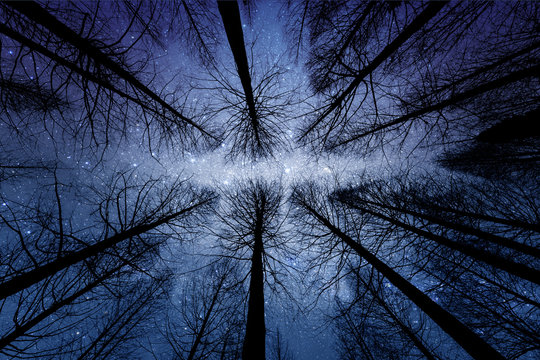 Fototapeta perspective of the dark outline of the dry forest with starry night background