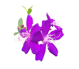 Purple Malabar Melastome (Indian rhododendron) isolated on white background