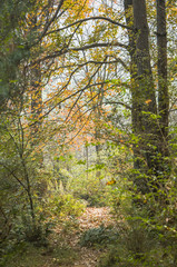 The forest scenery and background in autumn