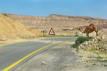 camel and the road in the Negev desert