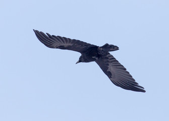 crows flying in the sky