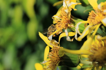 ミツバチとツワブキの花