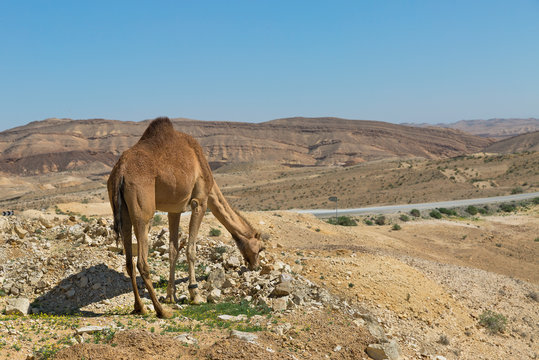 camel and the road in the Negev desert