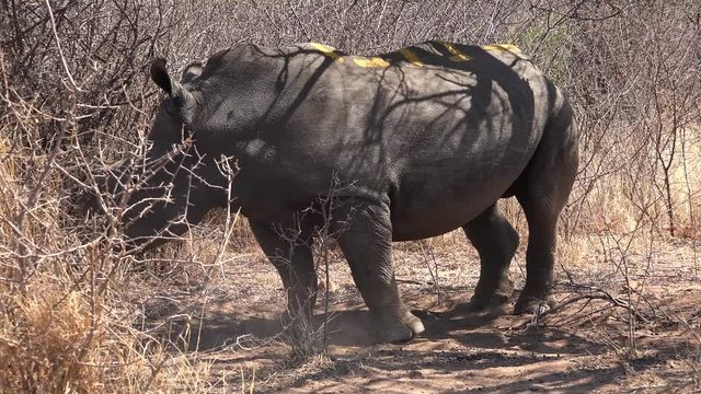 White Rhino (dehorned) near Metabos National Park (Zimbabwe) as 4K UHD footage