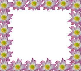 pink lotus isolated on white background