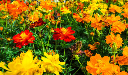 Beautiful flower in the natural garden