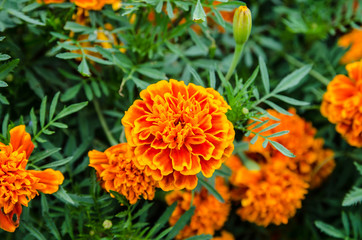 Beautiful orange marigold in the garden
