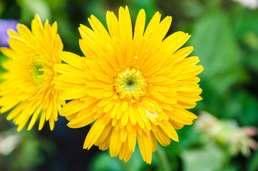Beautiful yellow gerbera in the garden