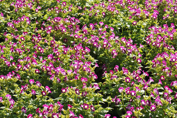 Amazing of bright flower beautiful blooming on garden