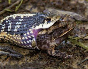 Fototapeta premium Snake eating toad
