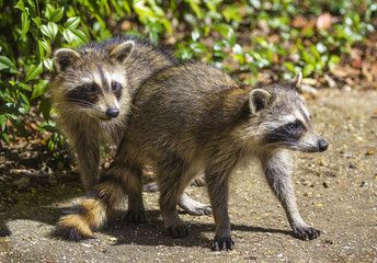 Fototapeta premium Baby raccoons