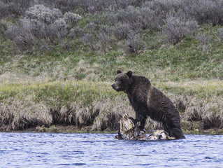 Grizzly standing on carcass