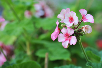 Fototapeta na wymiar geranium flowers