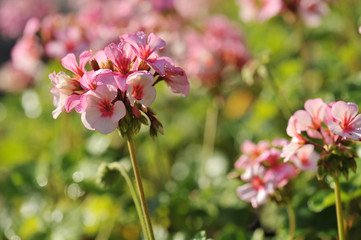 geranium flowers