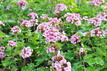 pelargonium (geranium) flower, blooming in a garden