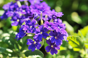 Small purple flower in the morning