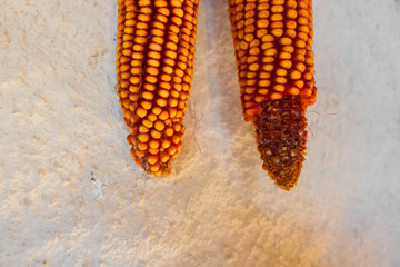 Corns hanging on white wall