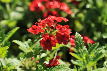 red flowers with dew drops