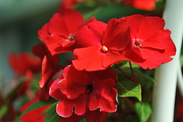 Obraz premium Red Flower